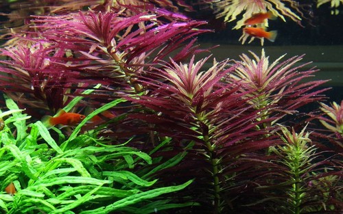 Pianta per acquario limnophila - per,