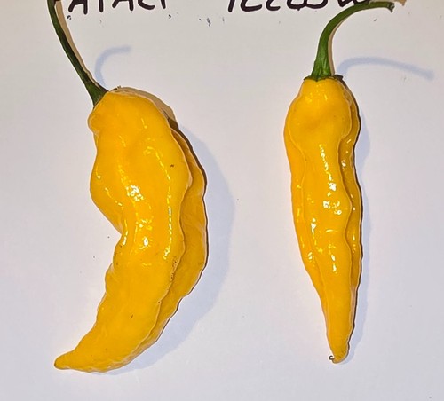 Semi peperoncino fatali - 20, di