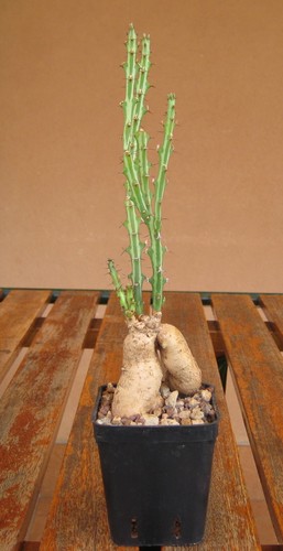 Euphorbia knuthii