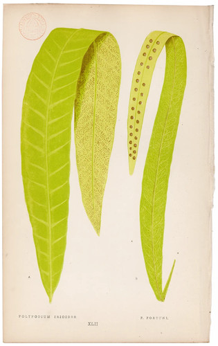 Antica stampa botanica 1872
