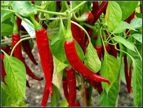 Anello fuoco peperoncino - di,