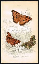 Farfalle Vanessa 1835 -