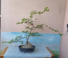 Prezioso Prebonsai Ligustro (Ligustrum) coltivato doppio tronco 