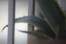 Tamron SP 60-300mm F3.8-5.4 + adapter Canon EF