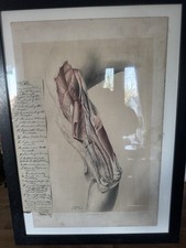 Framed Antique  Anatomy