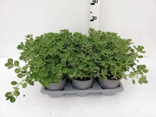 Origano cubano plectranthus - origano, "plectranthus