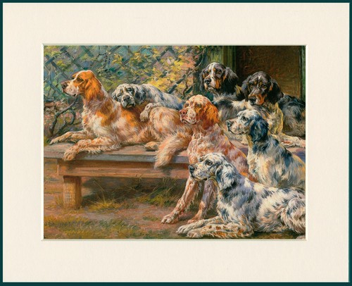 Setter inglese cane stampa - inglese,