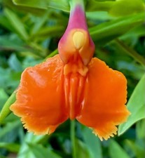 Epicattleya Species Orange