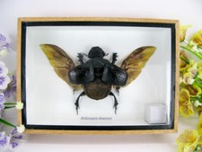 Heliocopris Dominus - veri