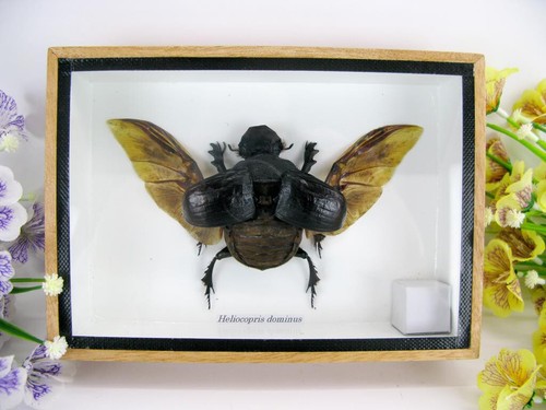 Heliocopris dominus veri - dominus,