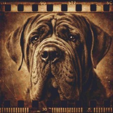 Mastino napoletano cucciolo
