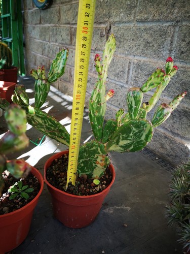 Opuntia monacantha mostruosa - opuntia,