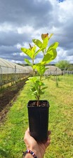 Psidium longipetiolatum - ,