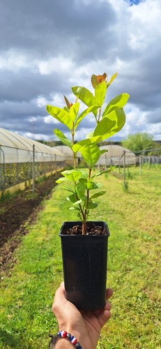 Psidium longipetiolatum - ,
