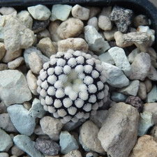 Mammillaria luethyi