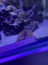 Corallo Acquario Marino