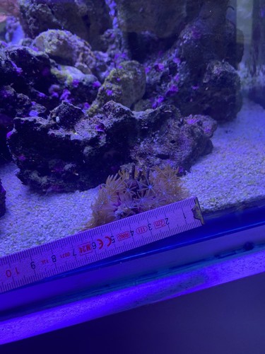 Corallo acquario marino - corallo,