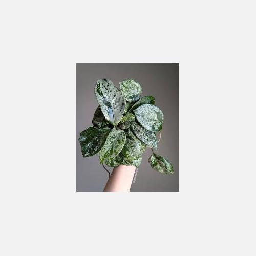 Hoya carnosa freckles splash - carnosa,