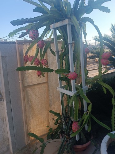 Pitaya undatus piante - pitaya,