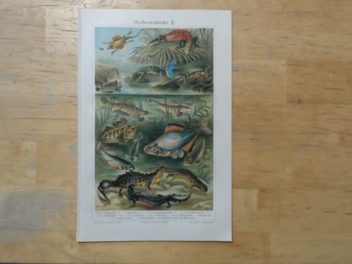 Orig cromolitografia - orig.(1908),