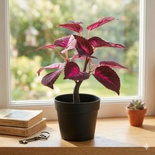 Ortica artificiale in vaso