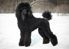 POODLE DOG GLOSSY POSTER