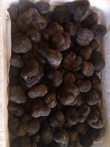 500 tartufo nero estivo - nero,