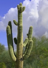 Semi di cactus Carnegiea