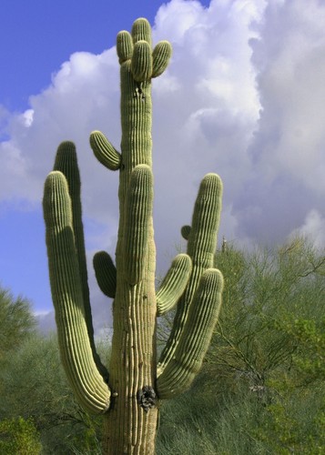 Semi cactus carnegiea - semi,
