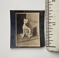 Antica miniatura Pit Bull