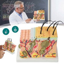 Modello anatomico a strati di