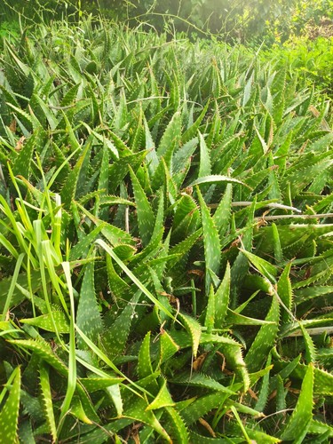 Aloe saponaria 1 - aloe,
