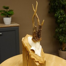 Corna Di Capriolo Corna Di Corallo Trofeo 609.77