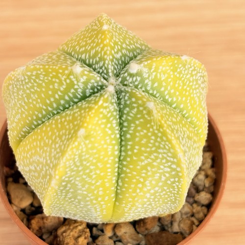 Astrophytum cokabuto hybrid - , f