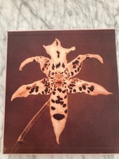 Libro fotografico Mapplethorpe