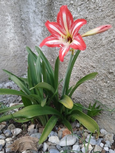 Bulbi amaryllis giglio - bulbi,