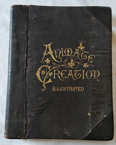 1898 animate creation - 1898, iv