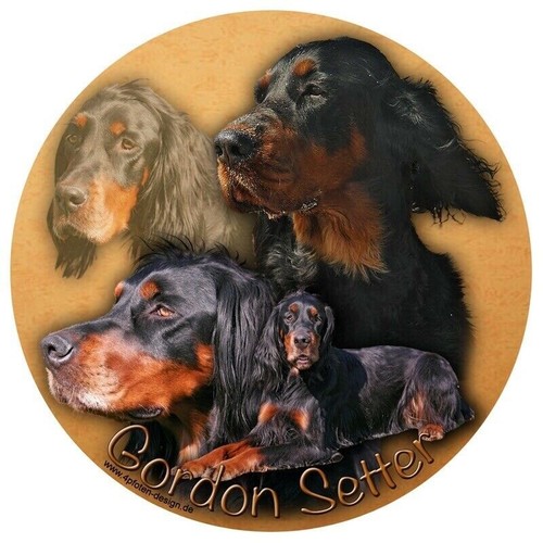 Gordon setter adesivi - setter, auto