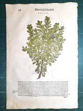 MATTIOLI MATTHIOLI Erbario a figure grandi originale del 1604 BOSSO