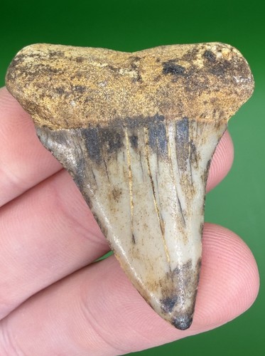 Grande dente squalo fossile - grande, di