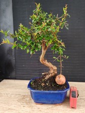 bonsai di melograno   h 38 cm