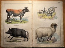 Antica litografia 1838 quadro