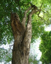 DALBERGIA LATIFOLIA - PALISSANDRO ROSA, 10 SEMI SELEZIONATI