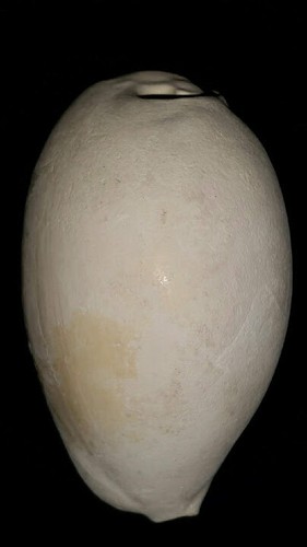 Fossile/fossilizzato