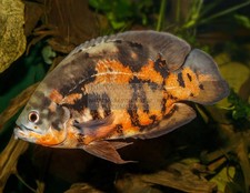 FOTO SU TELA 8,5X11 OSCAR FISH