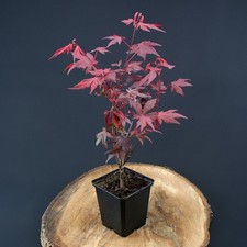 Acero rosso giapponese - , "acer