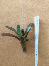 Neoregelia ampullacea Tigrina