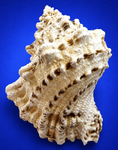 Tutufa bubo 136 - bubo, 136,1