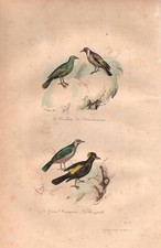 Stampa antica UCCELLI PASSERIFORMI VERZELLINO CARDELLINO Buffon 1853 Old print