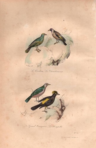 Stampa antica uccelli - antica,